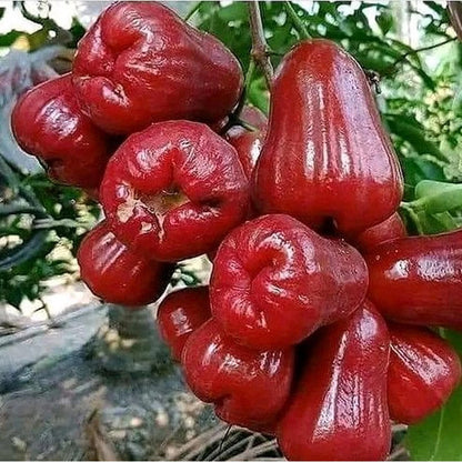Premium Grafted Jambu Air Citra Live Plant – Elite Red Indonesian Water Apple Tree Seedling, Established and Ready to Grow in Pot