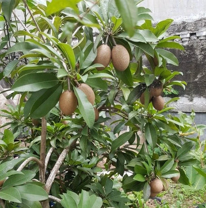 Nang Klang Wan Sapodilla Seeds (Manilkara zapota 'Nang Klang Wan') – 35 Premium Fresh Rare Sweet Thai Sapodilla Seeds