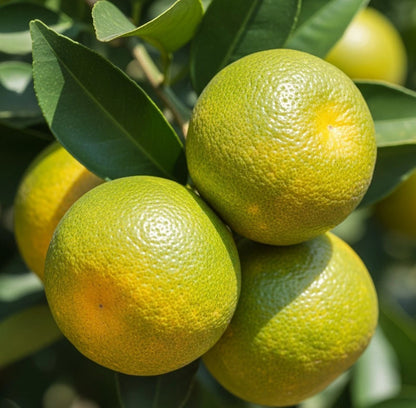 Baby Orange Seeds (Citrus Reticulata) – Certified Heirloom Dwarf Mandarin Citrus Fruit Crop for Planting