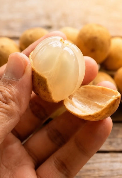 Duku Dukong (Lansium domesticum) - Premium Grafted Exotic Fruit Tree