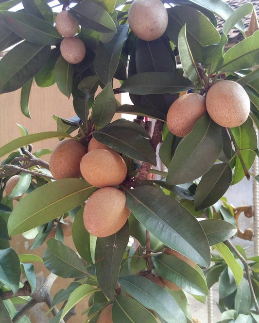 Sapodilla Manila Seedss (Manilkara zapota) Var. Manila 100+ Seedss