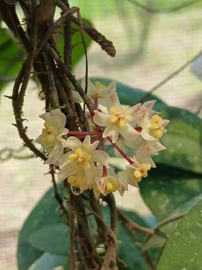 Rare Hoya Corneri - Premium Textured Leaf Exotic Tropical Wax Plant