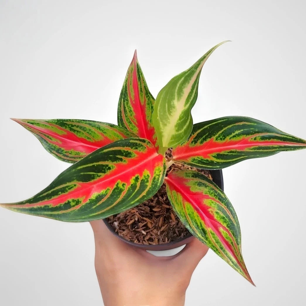 Aglaonema 'Red Sunset' - Fiery & Vibrant Tropical Houseplant