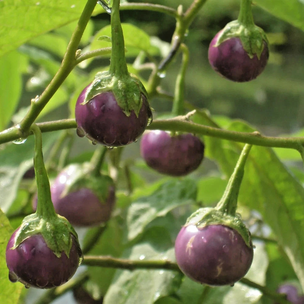 Purple Lalap Eggplant Seeds (Solanum melongena 'Purple Lalap') – 1,000+ Premium Fresh Heirloom Thai Round Purple Eggplant Seeds