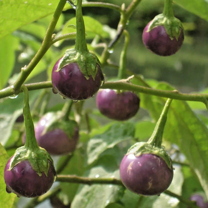 Purple Lalap Eggplant Seeds (Solanum melongena 'Purple Lalap') – 1,000+ Premium Fresh Heirloom Thai Round Purple Eggplant Seeds