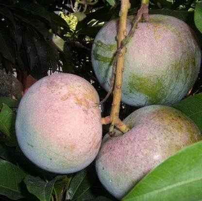 Premium Grafted Apple Mango Fruit Tree - Fast Fruiting Sweet Tropical Mango Plant