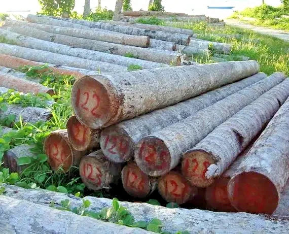100+ Red Sengon Smithiana Seeds (Albizia chinensis var. smithiana) – Fast-Growing Strong Timber & Reforestration Tree Seeds
