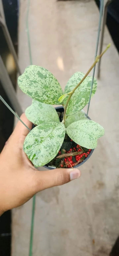 Hoya Deykeae 'Morning Dew' – Rare Tropical Indoor Outdoor Wax Plant Certified Live Specimen for Planting