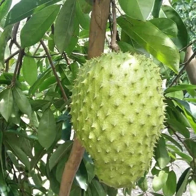 100+ 'Cuban Fibreless' Soursop Seeds (Annona muricata) – Elite Sweet Graviola Botanical Specimen (Collectors Quality)