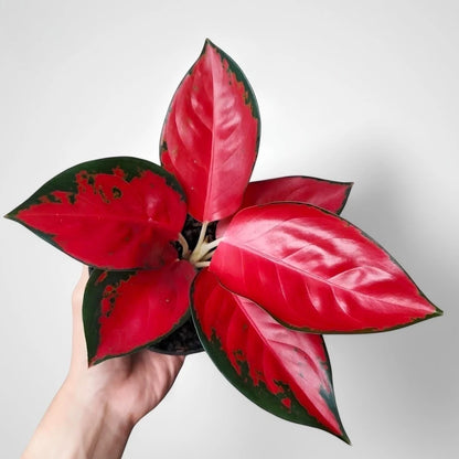 Aglaonema 'Red Suksom Jaipong' - Vibrant Tropical Masterpiece