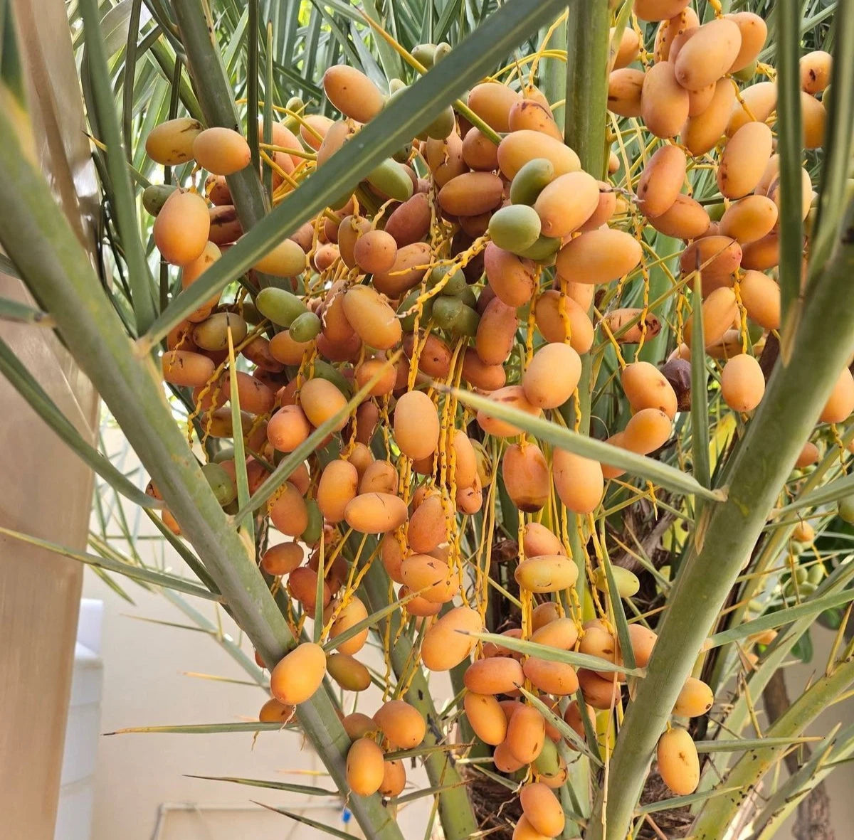 Mabroom Date Palm Seeds (Phoenix dactylifera) – 35+ Premium Fresh Saudi Mabroom Date Palm Seeds for Planting