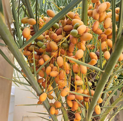 Mabroom Date Palm Seeds (Phoenix dactylifera) – 35+ Premium Fresh Saudi Mabroom Date Palm Seeds for Planting
