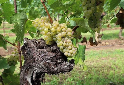 Chardonnay Grape Seeds 100+ (Vitis vinifera) – Fresh Heirloom Wine Grape & Exotic Vineyard Fruit Plant Seeds for Cultivation