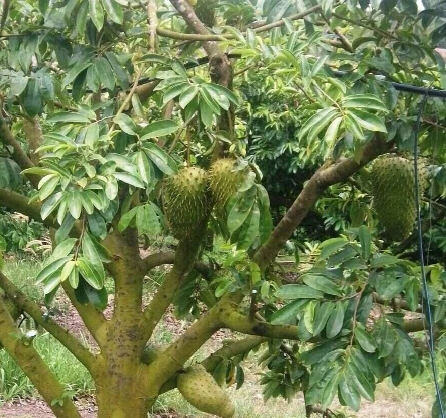 100+ Fresh Soursop Seeds | Annona Muricata | Giant Soursop Variety | Tropical Fruit Tree
