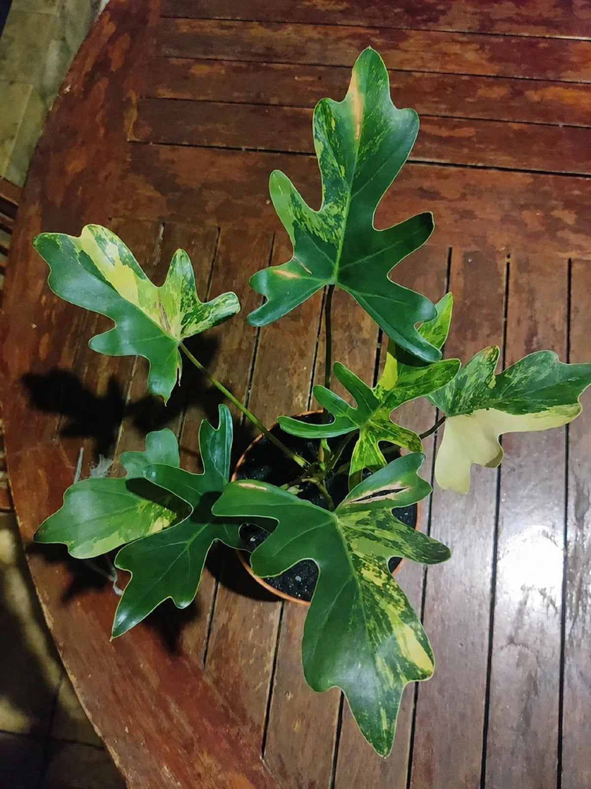 Thaumatophyllum Java Beauty Variegated - Rare Tropical Aroid