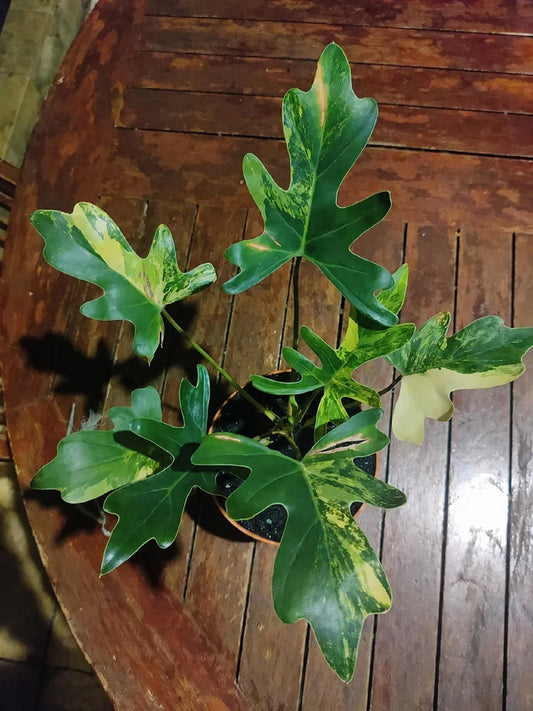 Thaumatophyllum Java Beauty Variegated - Rare Tropical Aroid