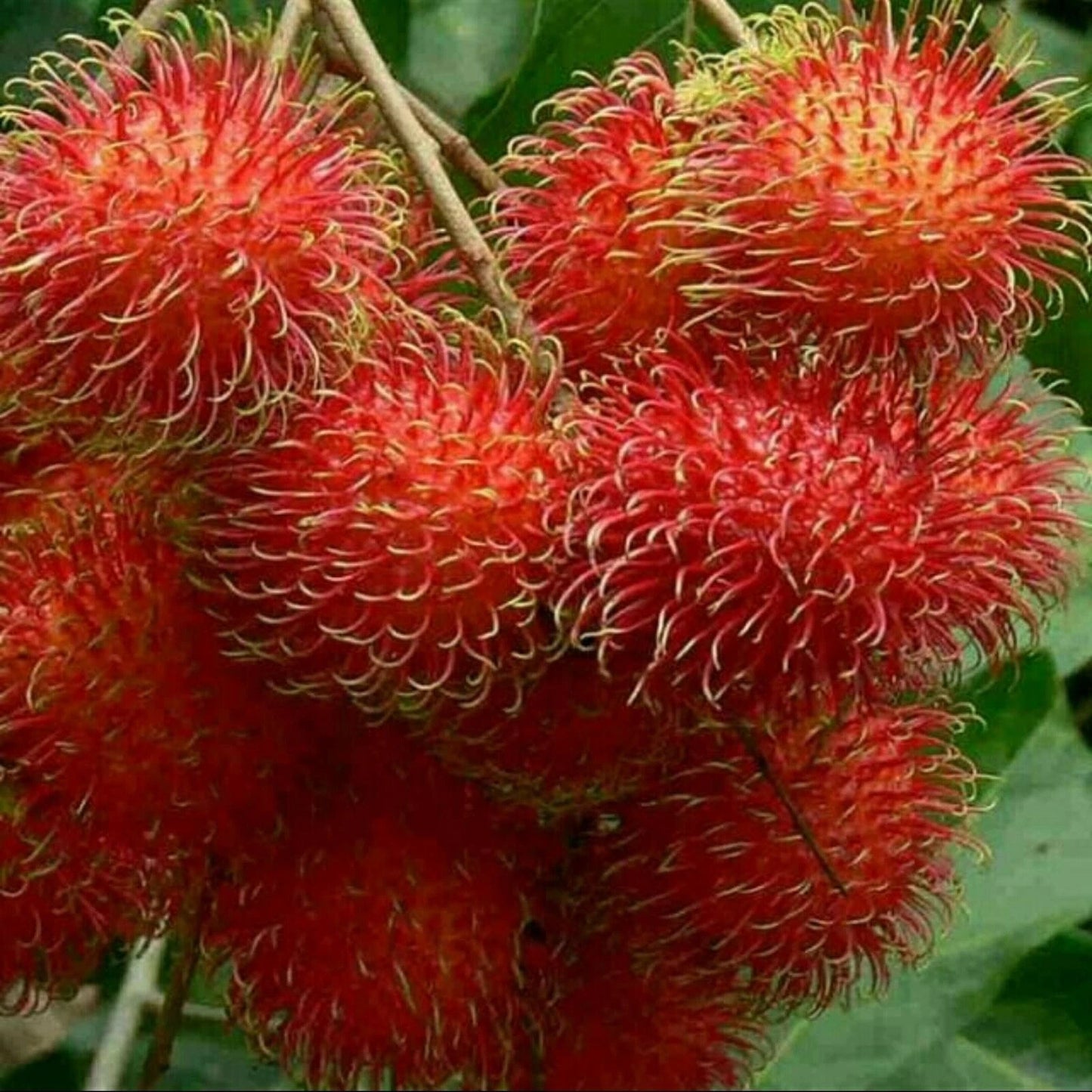 Grafted Rambutan Garuda Seedling – "Giant" Tropical Fruit Tree