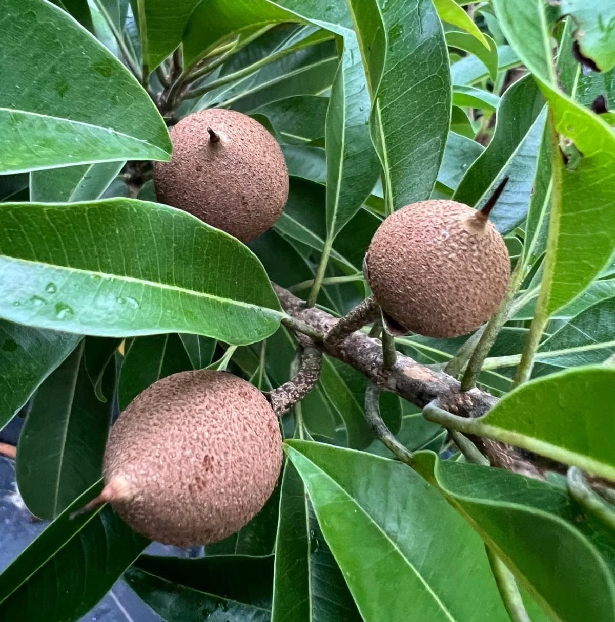Khun See Sapodilla Seeds (Manilkara zapota) – 35+ Premium Chikoo Seeds