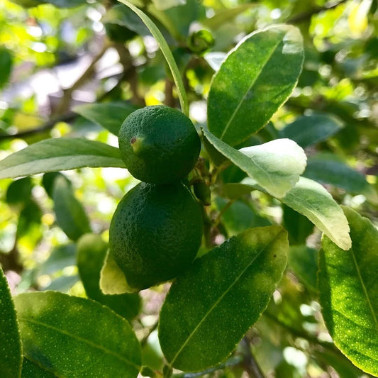Mexican Key Lime Seeds (Citrus aurantiifolia / 1000+ Premium Aromatic Sour Lime Fruit Tree Seeds) – Premium Botanical Specimen Plant Seeds for Planting