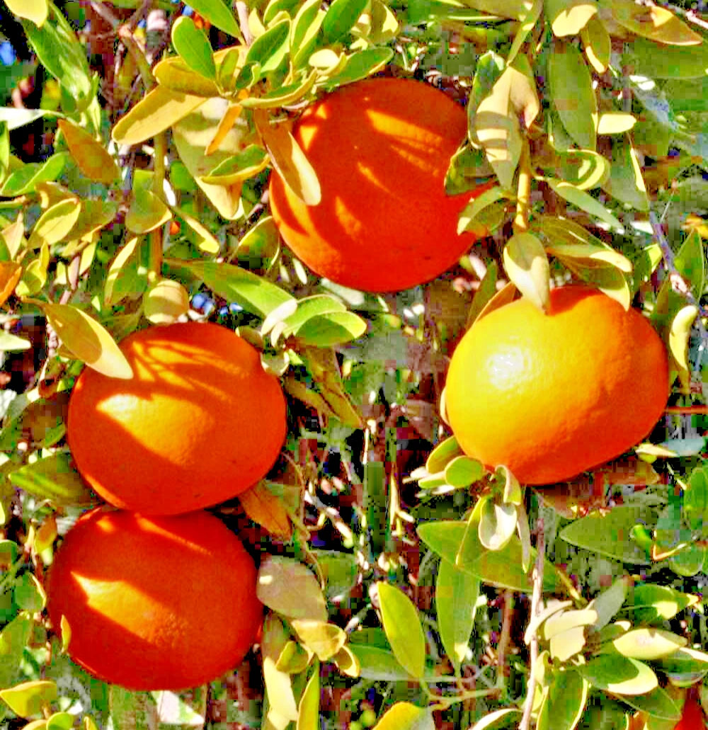 100++ Fallglo Tangerine Seeds (Citrus reticulata var. Fallglo) – Premium Quality