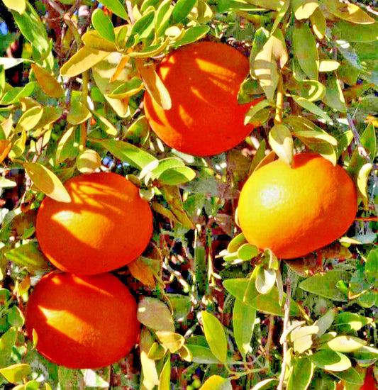 100++ Fallglo Tangerine Seeds (Citrus reticulata var. Fallglo) – Premium Quality