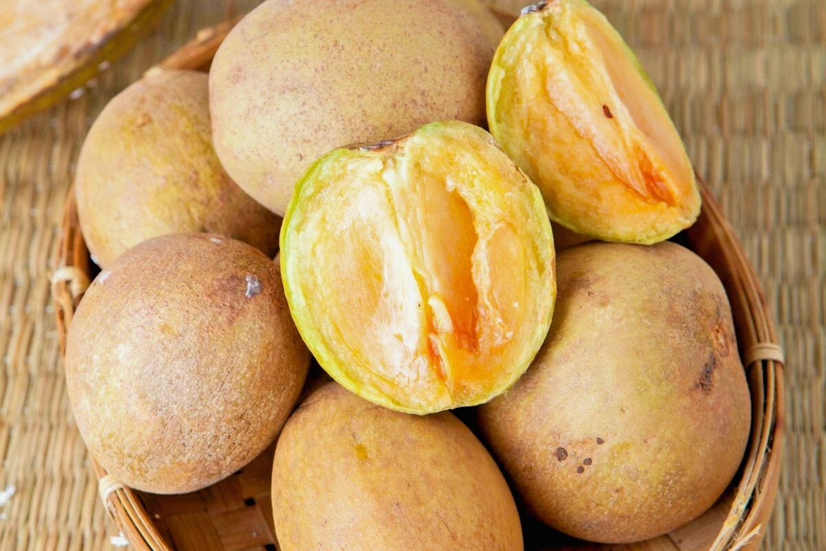 Premium Sapodilla Manila Seeds (Manilkara zapota var. Manila) – Sweet Chico Zapote Exotic Fruit Seeds for Planting (500+ Pcs)