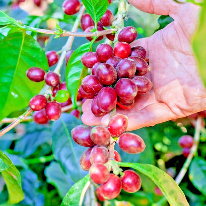 2000+ Premium Coffee Seeds (Coffea sp. Pacamara) – Certified Heirloom Pacamara Coffee Bean Seeds for Planting