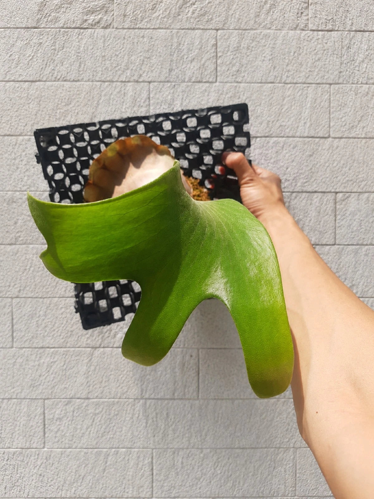 Platycerium Hilli Papuanum - Rare & Exotic Tropical Staghorn Fern