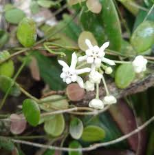 Hoya Pulleana sp Papua Rare Wax Plant | Exotic Tropical Indoor Outdoor Hoya | Collector Houseplant