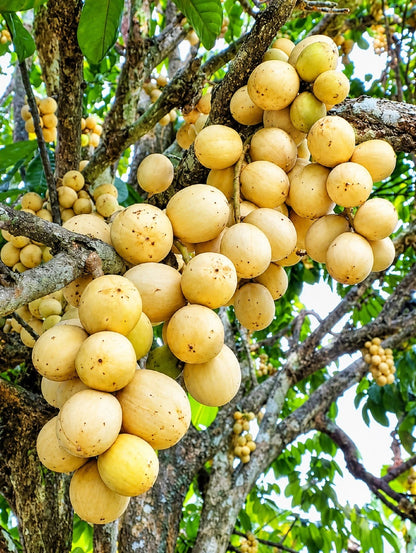 Grafted Longkong Duku Fruit Tree - Premium Tropical Fruit Plant
