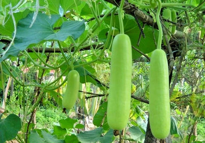Long Bottle Gourd Seeds (Lagenaria siceraria) – 1,000+ Bulk Premium Long Gourd Seeds