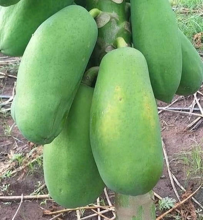 Red Sukma Papaya Seeds (Carica papaya) – 150 Premium Sweet Red Flesh Papaya Seeds