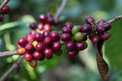 Liberica Coffee Seeds (Coffea liberica) – Premium Rare Lowland Tree Coffee Plant Seeds for Planting