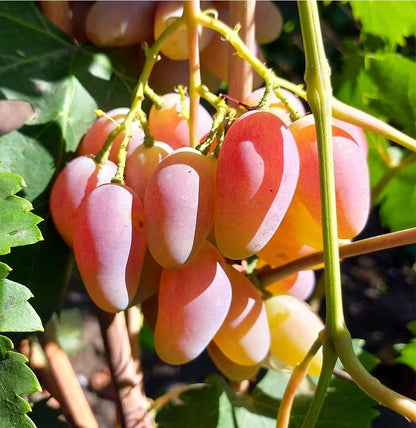 Dixon Grape Seeds (Vitis vinifera) – 100+ Premium Table Grape Seeds