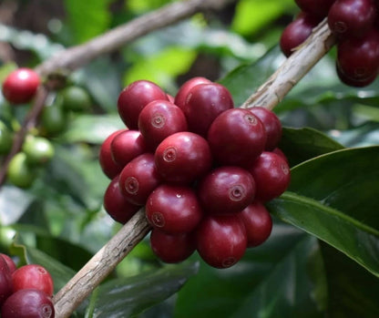 Kartika Coffee Seeds (Coffea arabica var. Kartika) – Premium Certified High-Yield Specialty Indonesian Gourmet Coffee Bean Seeds for Planting (120 Pcs)