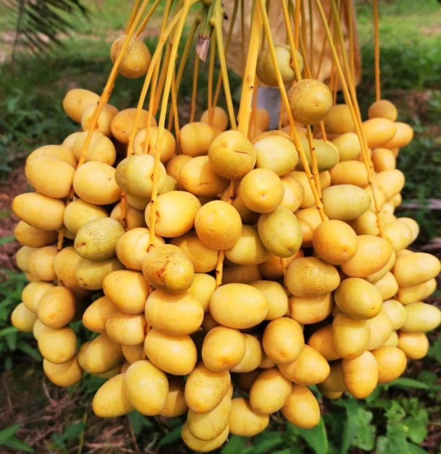 Khalas Date Palm Seeds (Phoenix dactylifera) – 35+ Premium Sweet Date Seeds