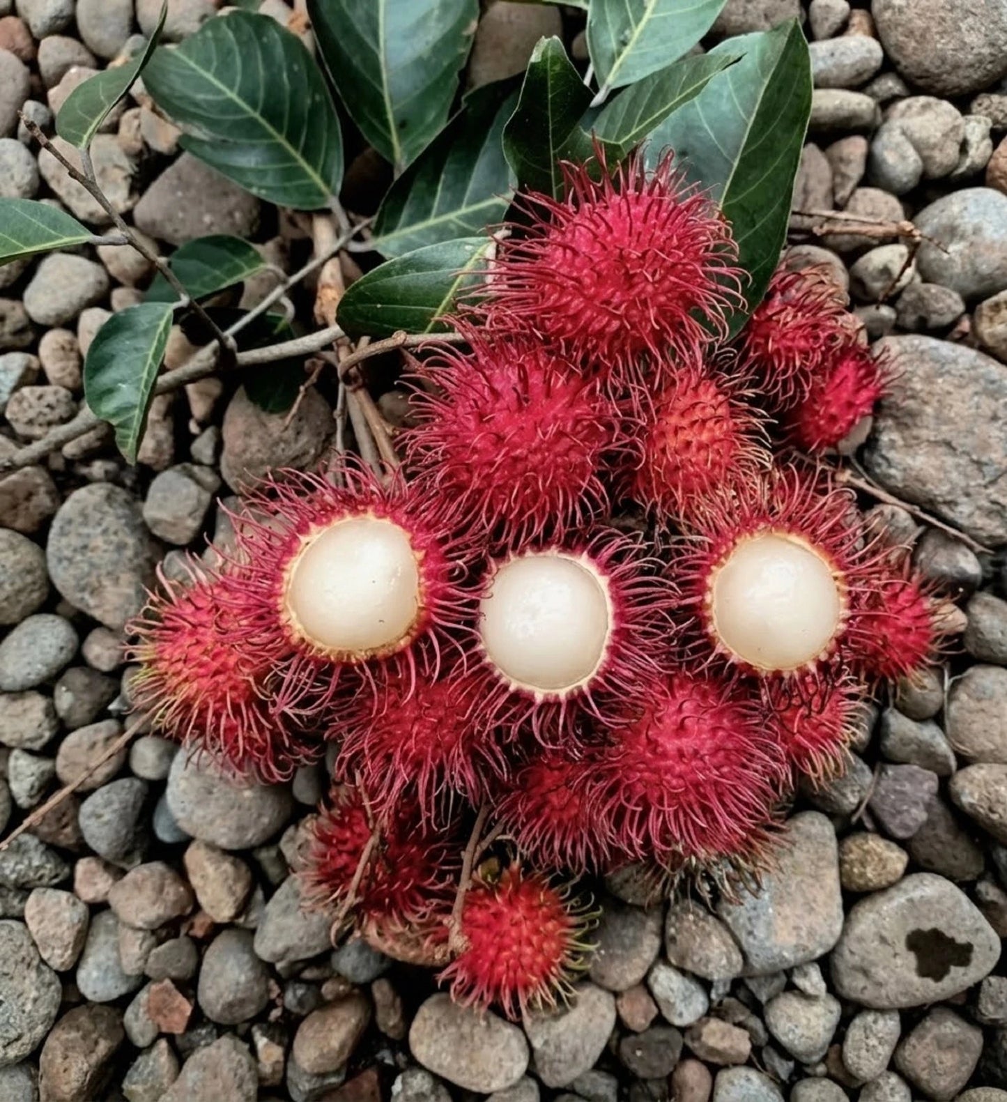 Grafted 'Binjai' Rambutan Fruit Tree – Sweet Exotic Tropical Specimen