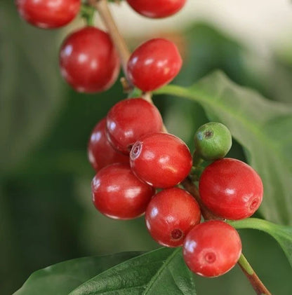 SL14 Coffee Seeds (Coffea arabica var. SL14) – Certified High-Yield Drought-Resistant Gourmet Coffee Bean Seeds for Planting (120 Pcs)