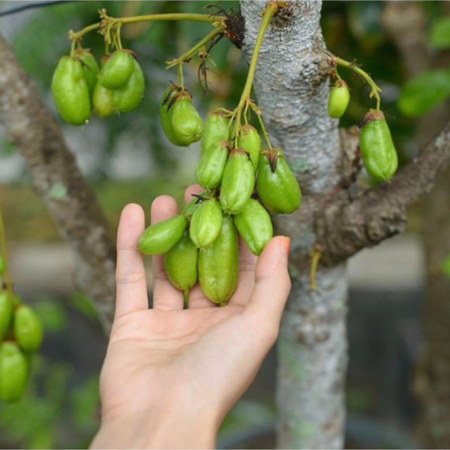 Grafted Starfruit Wuluh Seedling – Live Tropical Bilimbi Plant (Pot Ready)