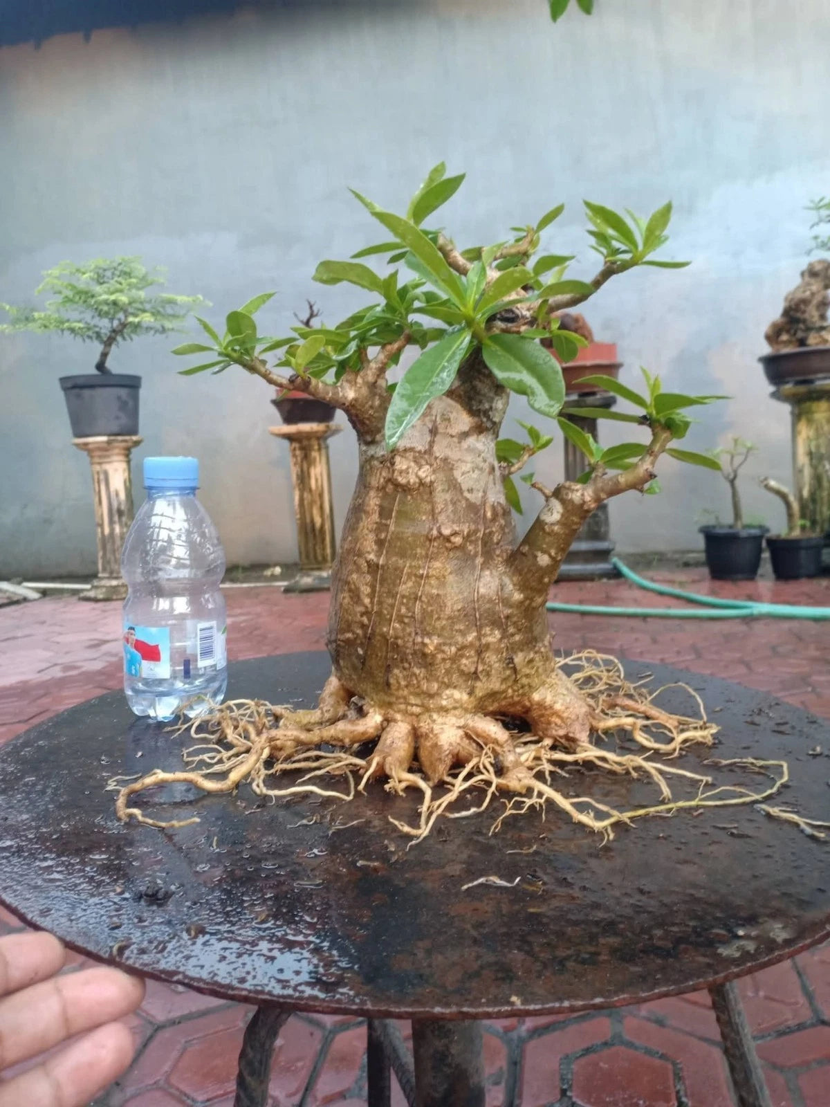 Adenium 'Thai Soco' - Miniature Character Bonsai Specimen