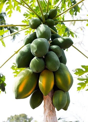 Red Sukma Papaya Seeds (Carica papaya 'Red Sukma') – 150+ Premium Fresh High-Yield Sweet Crimson Papaya Seeds