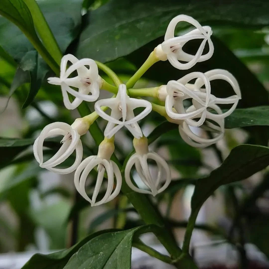 Hoya decipulae (Sumatera) Rare Tropical Wax Plant Seeds – Exotic Vine & Epiphytic Foliage Plant Seeds for Planting