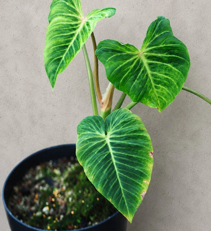 Philodendron verrucosum - Rare Velvet Leaf Philodendron