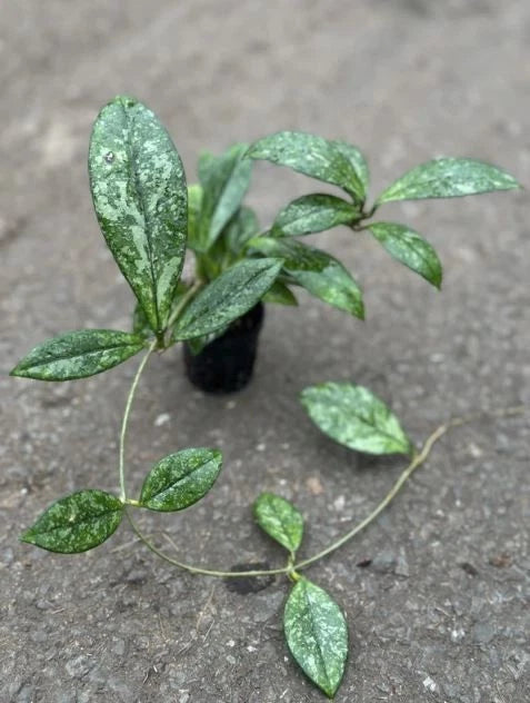 Stunning Hoya Crassipetiolata Splash – Rare Tropical Indoor & Outdoor Wax Plant