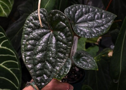 Anthurium 'Black Magic' - Rare & Dark Velvet Tropical Foliage