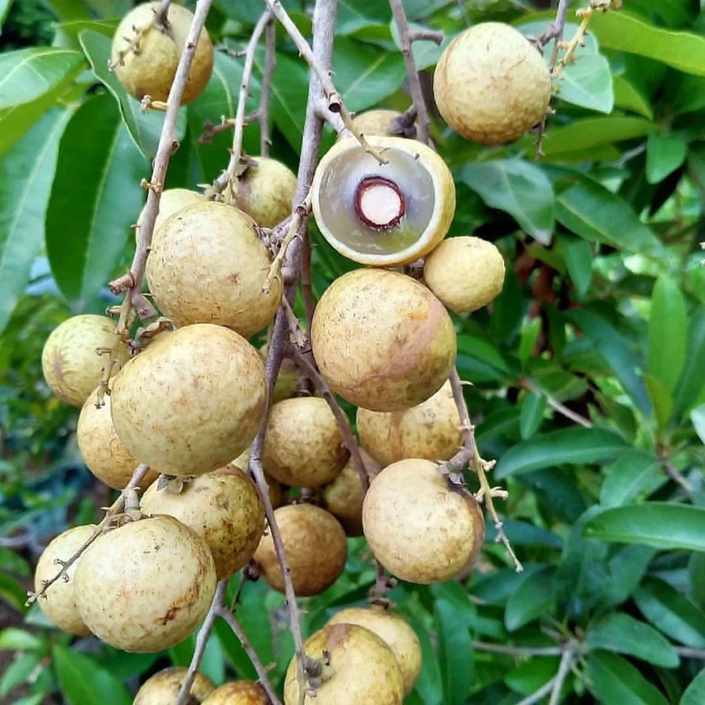 Durian Scented Longan (Kelengkeng Aroma Durian) - Premium Grafted Tropical Fruit Tree