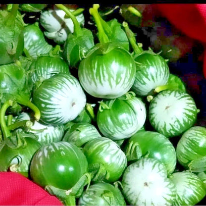 Green Thai Eggplant Seeds (Solanum melongena) – 5,000+ Bulk Premium Round Eggplant Seeds