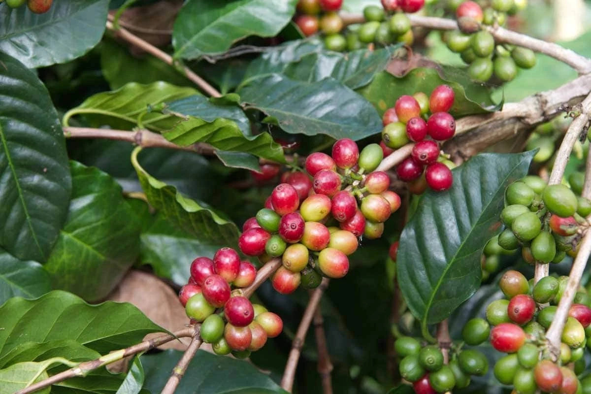 SL14 Coffee Seeds (Coffea arabica var. SL14) – Premium Heirloom Ugandan Specialty Coffee Bean Seeds for Planting (100 Pcs)