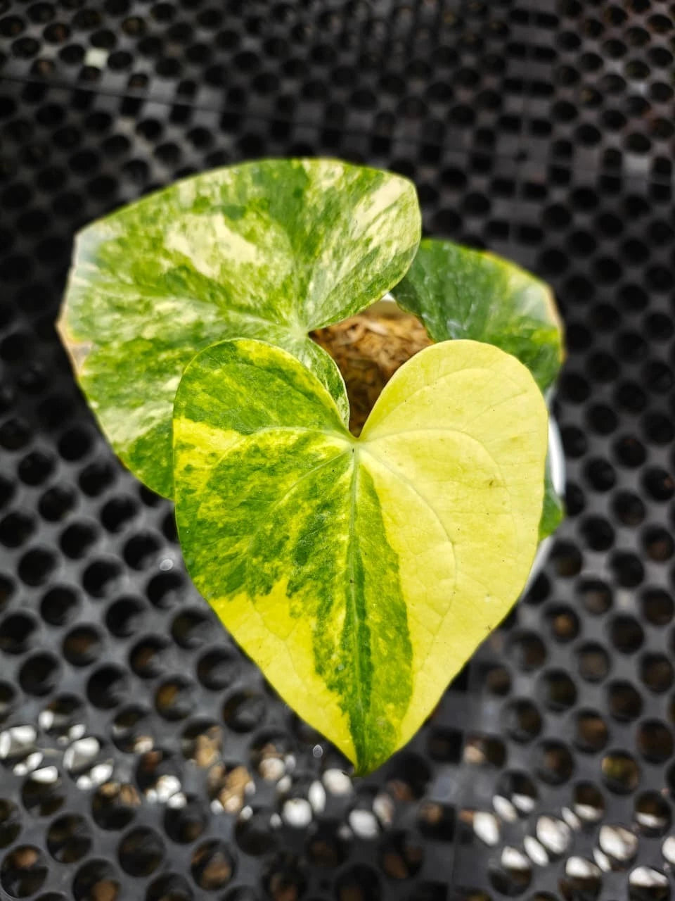 Stunning Anthurium Clarinervium × Pterodactyl Variegated – Rare Hybrid Collector’s Plant