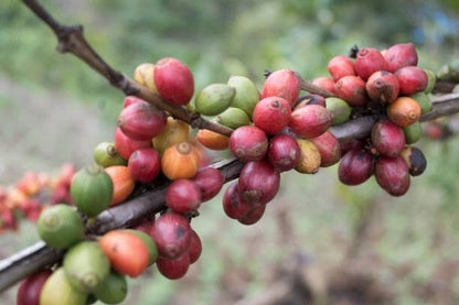 Liberica Coffee Seeds 5000+ pcs (Coffea liberica) – Premium Certified Large-Leaf Exelsa Coffee Tree Plant Seeds for Planting
